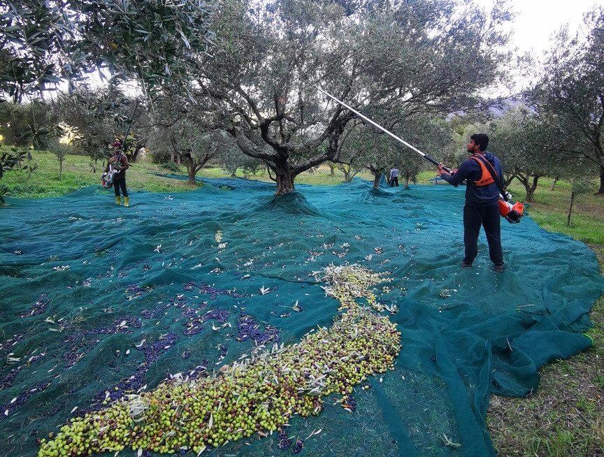 L’Arte della Produzione dell’Olio Extravergine di Oliva Mantella